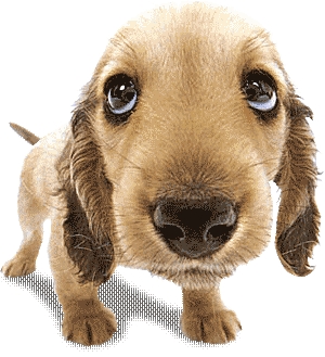NEW: dog sitting &agrave; Arras !!